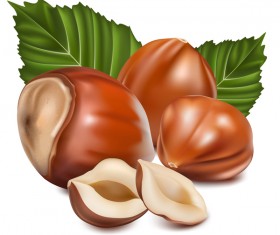 Realistic hazelnut vector illustration 05