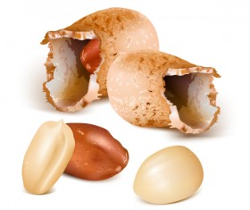 Realistic peanut vector illustration 01