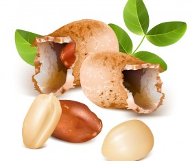 Realistic peanut vector illustration 02