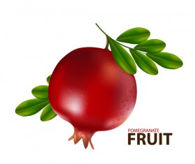 Realistic pomegranate fruit illustration vector 01