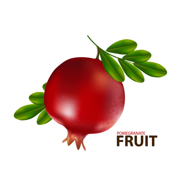 Realistic pomegranate fruit illustration vector 01