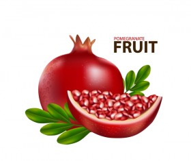 Realistic pomegranate fruit illustration vector 02