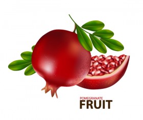 Realistic pomegranate fruit illustration vector 03