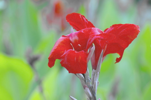 Red Canna HD picture