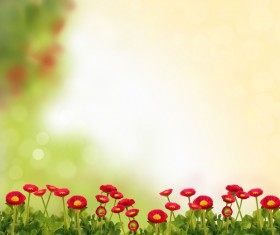 Red daisies HD picture