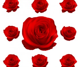 Red rose flower vector illustration