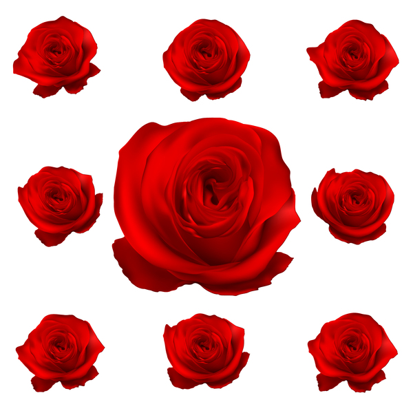 Red rose flower vector illustration