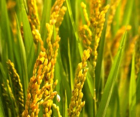 Rice seedlings HD picture