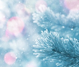 Snow and pine branches Stock Photo 01