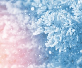 Snow and pine branches Stock Photo 02