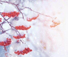 Snow-covered berries Stock Photo
