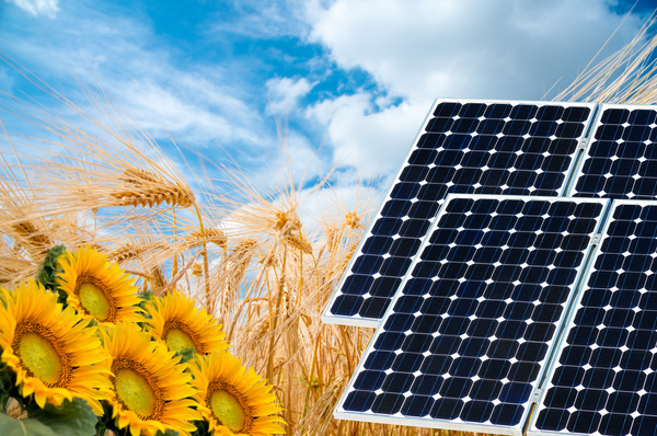 Solar panels with sunflowers Stock Photo