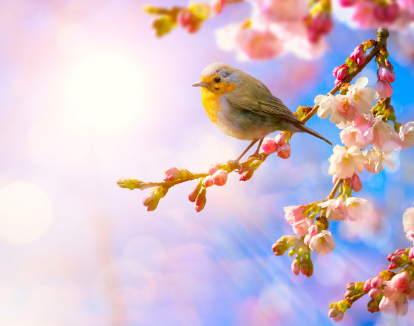 Spring 2017 Backgrounds HD picture 03