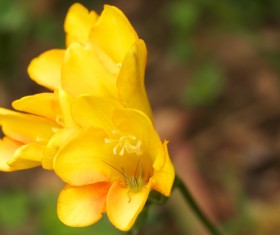 Spring beautiful yellow flowers HD picture