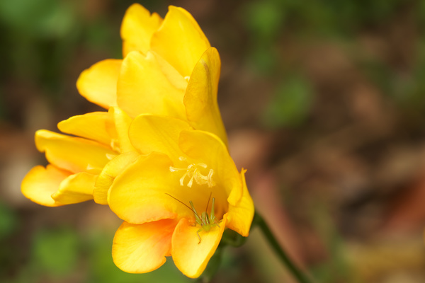 Spring beautiful yellow flowers HD picture