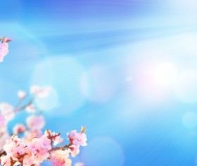 Spring flowers and sun rays Stock Photo 01
