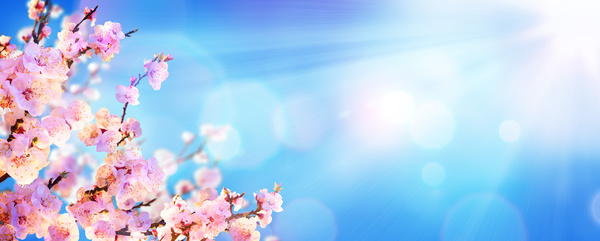 Spring flowers and sun rays Stock Photo 01