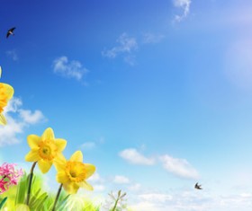 Spring flowers and sun rays Stock Photo 02