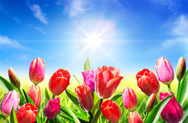 Spring flowers and sun rays Stock Photo 05