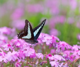 Spring flowers with butterflies HD picture