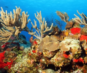 Stunning submarine world HD picture 01