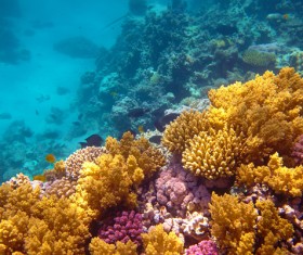 Stunning submarine world HD picture 02