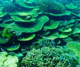 Stunning submarine world HD picture 03