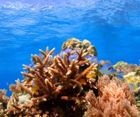 Stunning submarine world HD picture 04