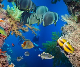 Stunning submarine world HD picture 05