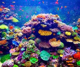 Stunning submarine world HD picture 06