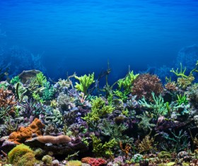 Stunning submarine world HD picture 07