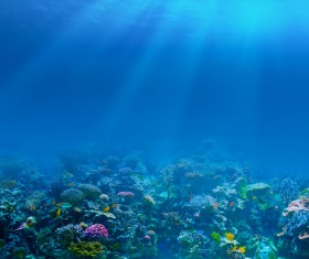 Stunning submarine world HD picture 08