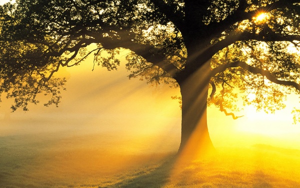 Sunlight trees Stock Photo free download