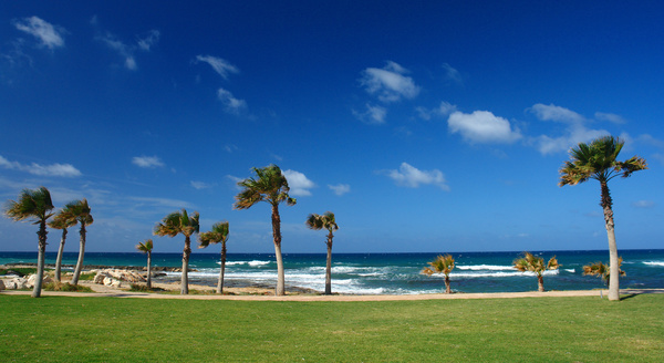 Sunny sky with coconut trees on the beach Stock Photo