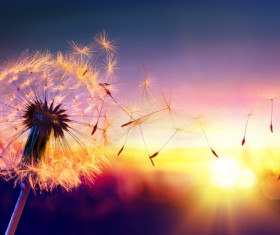 Sunset flying dandelion HD picture