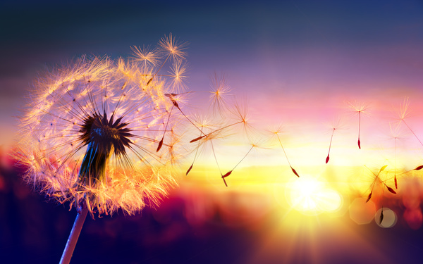 Sunset flying dandelion HD picture