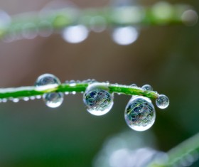 The dew on the foliage Stock Photo