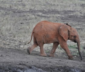 The elephant of migration Stock Photo