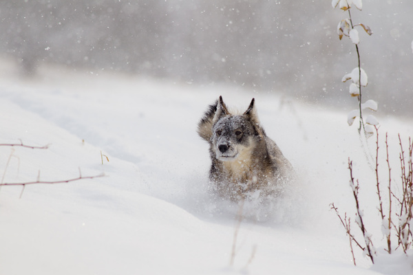 The wolf running on the snow Stock Photo