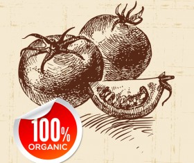 Tomato hand drawn sketch vector