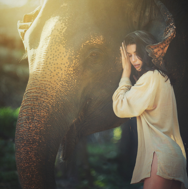 Touch the elephant woman Stock Photo
