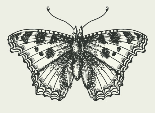 Vintage butterfly illustration vectors