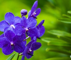 Violet flower Stock Photo