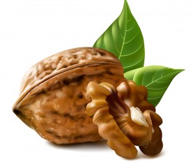 Walnut illustration vector