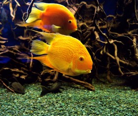 Watch goldfish Stock Photo 01