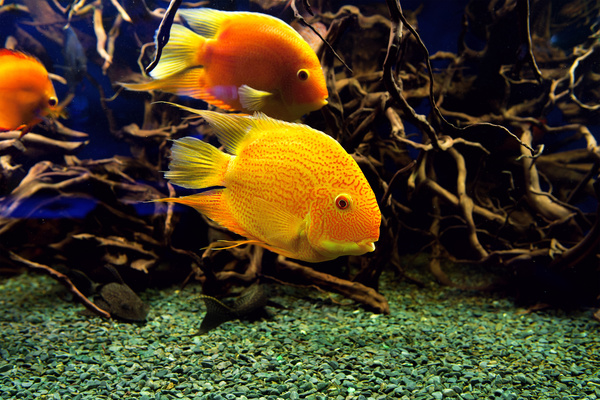 Watch goldfish Stock Photo 01