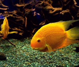 Watch goldfish Stock Photo 02