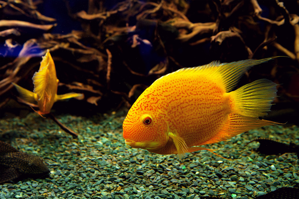 Watch goldfish Stock Photo 02