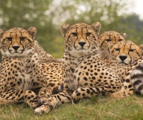 Wild lynx Stock Photo