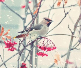Winter birds and berries on the tree Stock Photo